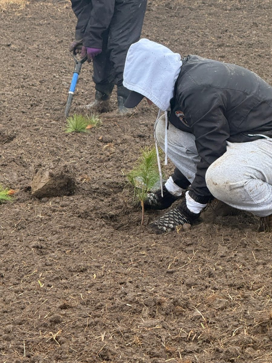 A person planting trees.